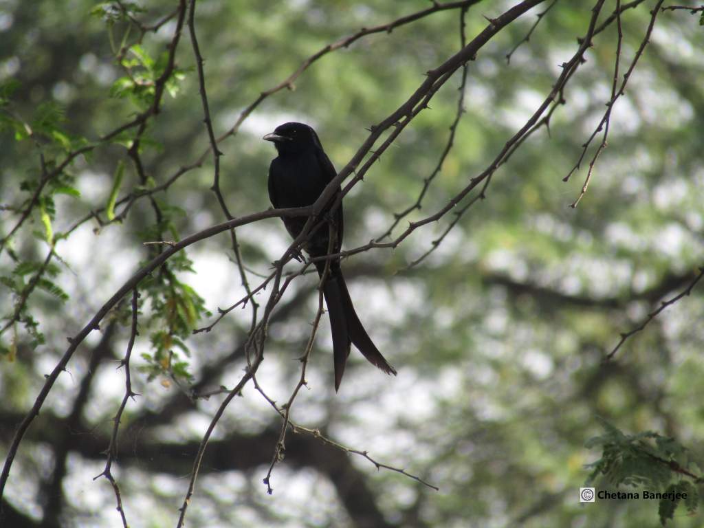 #16: SULTANPUR BIRD SANCTUARY – A KINGDOM OF BIRDS